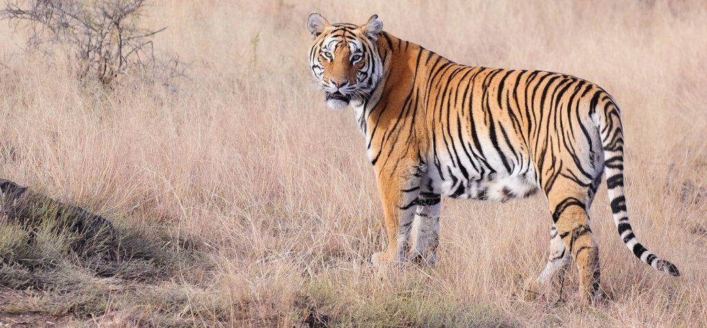 वर्दियामा मोटरसाइकल सवार महिलालाई बाघले झम्टिएर लग्यो