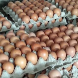 अण्डाको मूल्य प्रतिक्रेट ५५ ले बढ्यो